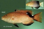 Enlarged Image of 'Bodianus loxozonus'